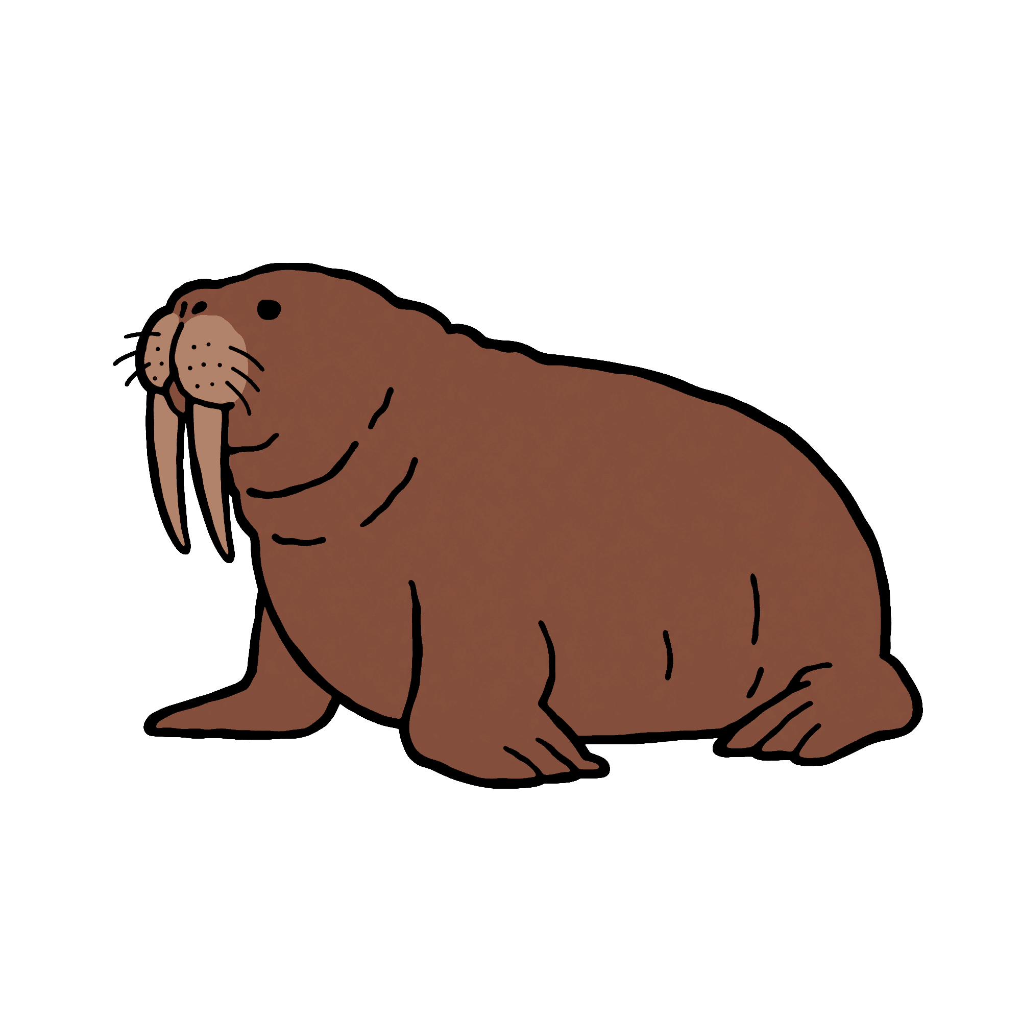 Big Animal 10 Old Walrus